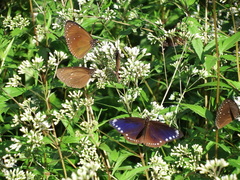 Euploea tulliolus koxinga