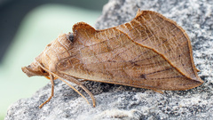 Calyptra thalictri