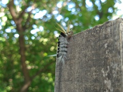 Halysidota ruscheweyhi