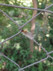 Halysidota ruscheweyhi