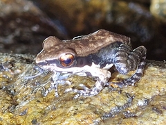 Sylvirana mortenseni