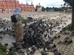 Columba livia domestica