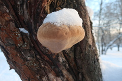 Phellinus igniarius igniarius