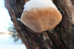 Phellinus igniarius igniarius