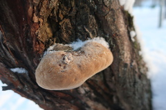 Phellinus igniarius igniarius