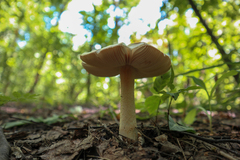 Amanita flavescens