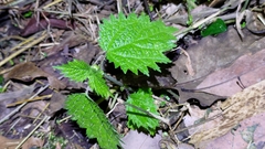 Urtica thunbergiana