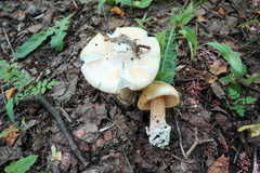 Amanita flavescens