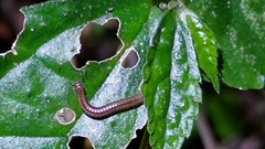 Helicorthomorpha holstii