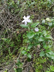 Vinca difformis