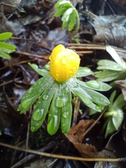 Eranthis hyemalis