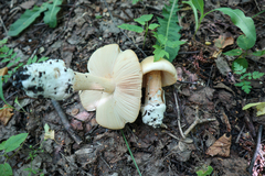 Amanita flavescens