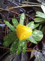 Eranthis hyemalis