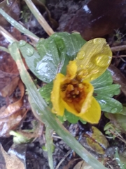 Eranthis hyemalis