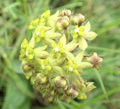 Asclepias vicaria