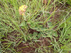 Asclepias vicaria