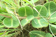 Asclepias vicaria
