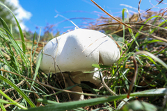 Agaricus arvensis