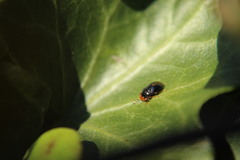 Geocoris erythrocephalus