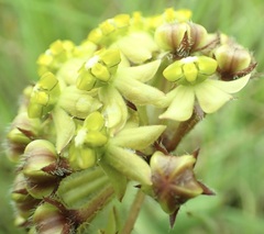Asclepias vicaria