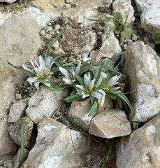 Colchicum palaestinum