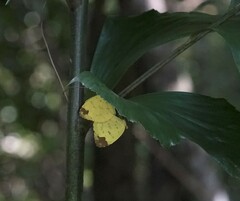 Eurema simulatrix tecmessa