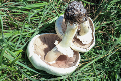 Agaricus arvensis