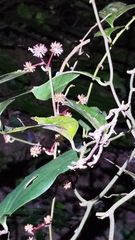 Smilax bracteata