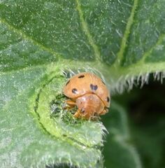 Henosepilachna argus