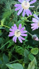 Pericallis tussilaginis image