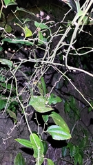 Smilax bracteata
