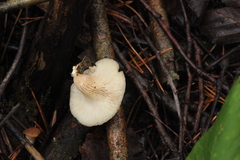 Pleurotus dryinus
