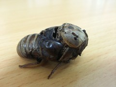 Cryptotympana atrata