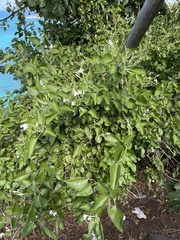 Jasminum fluminense