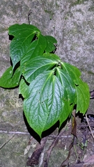 Elatostema platyphyllum