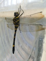 Epophthalmia elegans