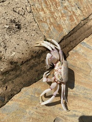 Ocypode ryderi