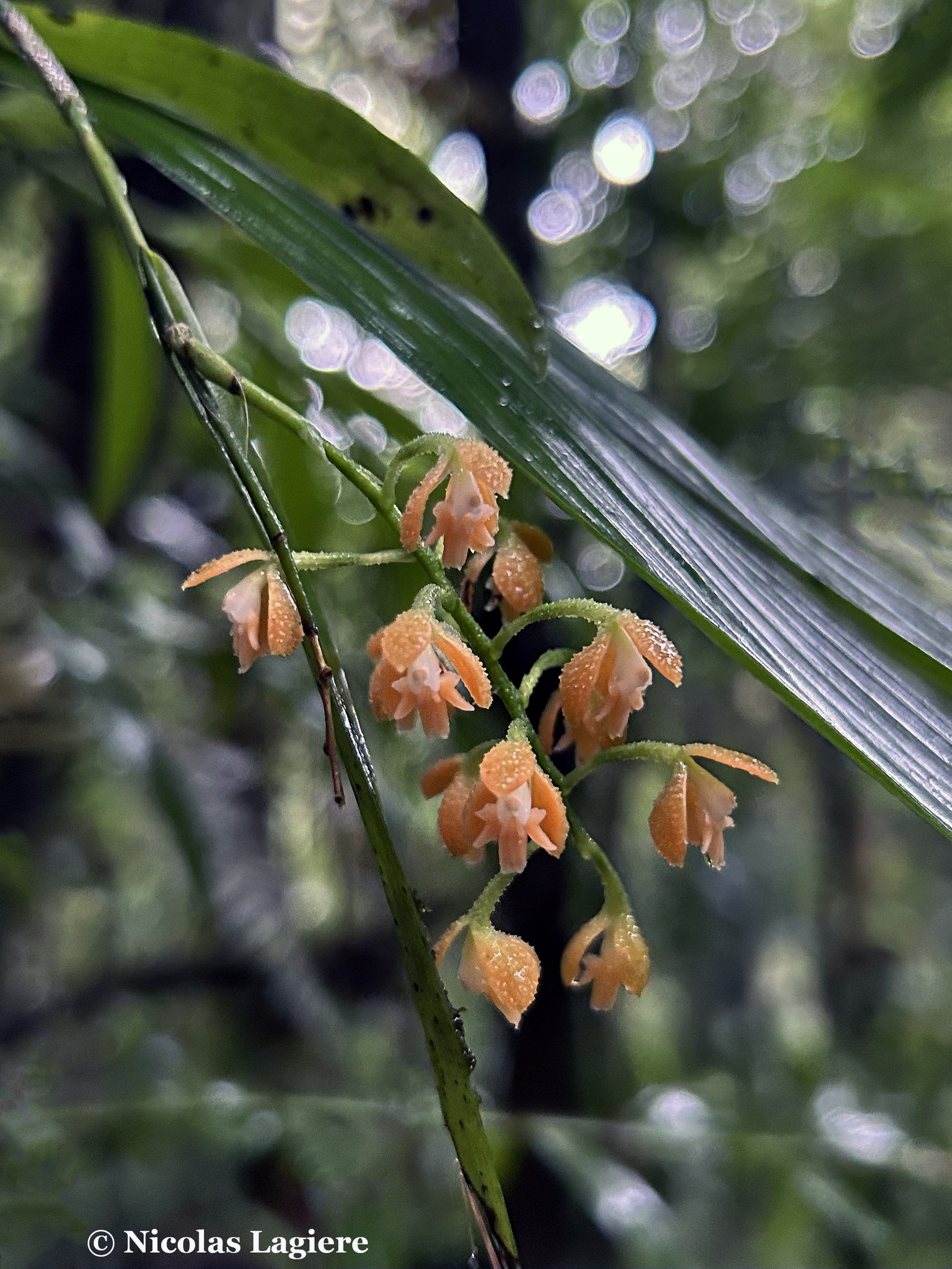 Epidendrum myodes Rchb.f. 2