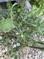 Heliotropium