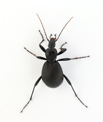 Cychrus caraboides