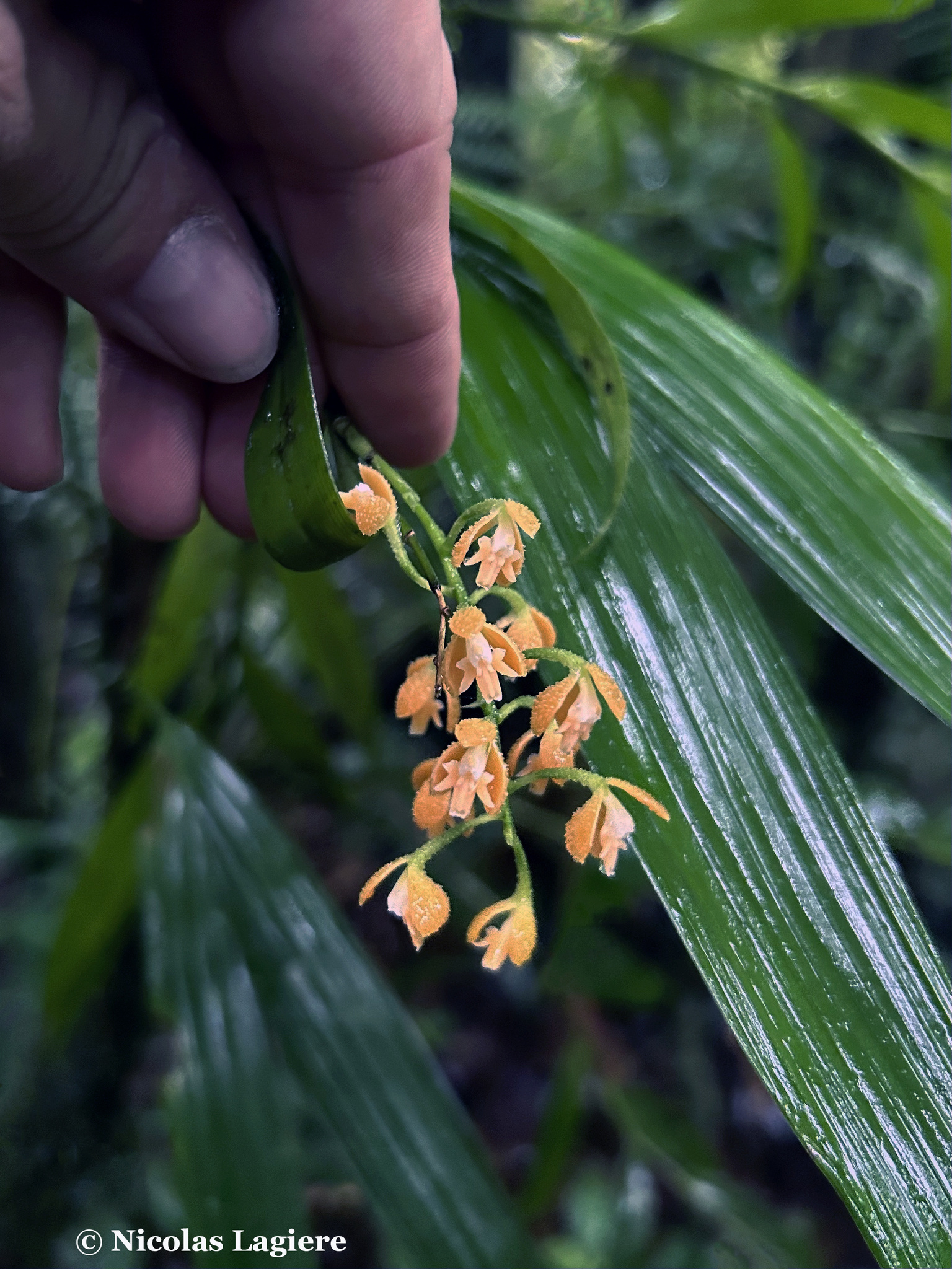 Epidendrum myodes Rchb.f. 3