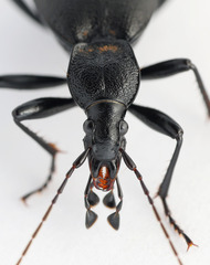 Cychrus caraboides