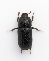 Sinodendron cylindricum