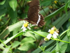 Papilio castor formosanus