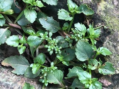 Pilea microphylla