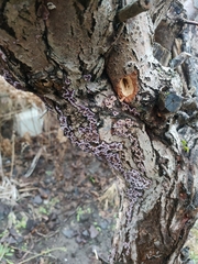 Chondrostereum purpureum