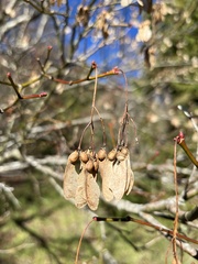 Acer serrulatum