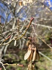 Acer serrulatum