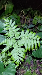 Pteris wallichiana