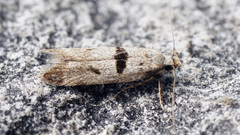 Mirificarma cytisella